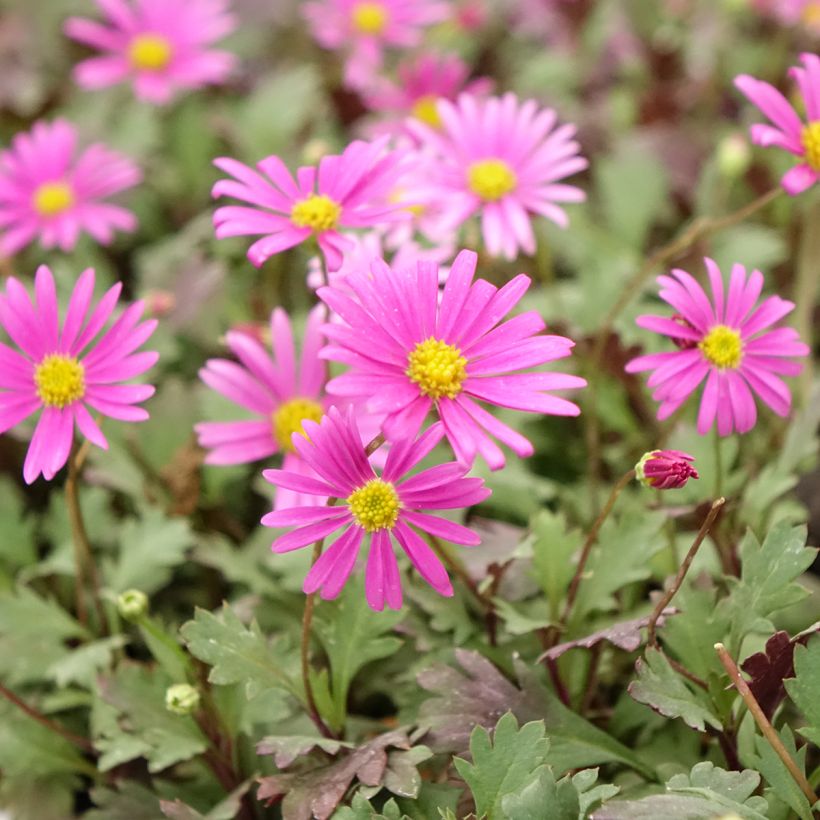 Brachyscome multifida Fresco Bright Pink - Cut-leaf Daisy (Flowering)