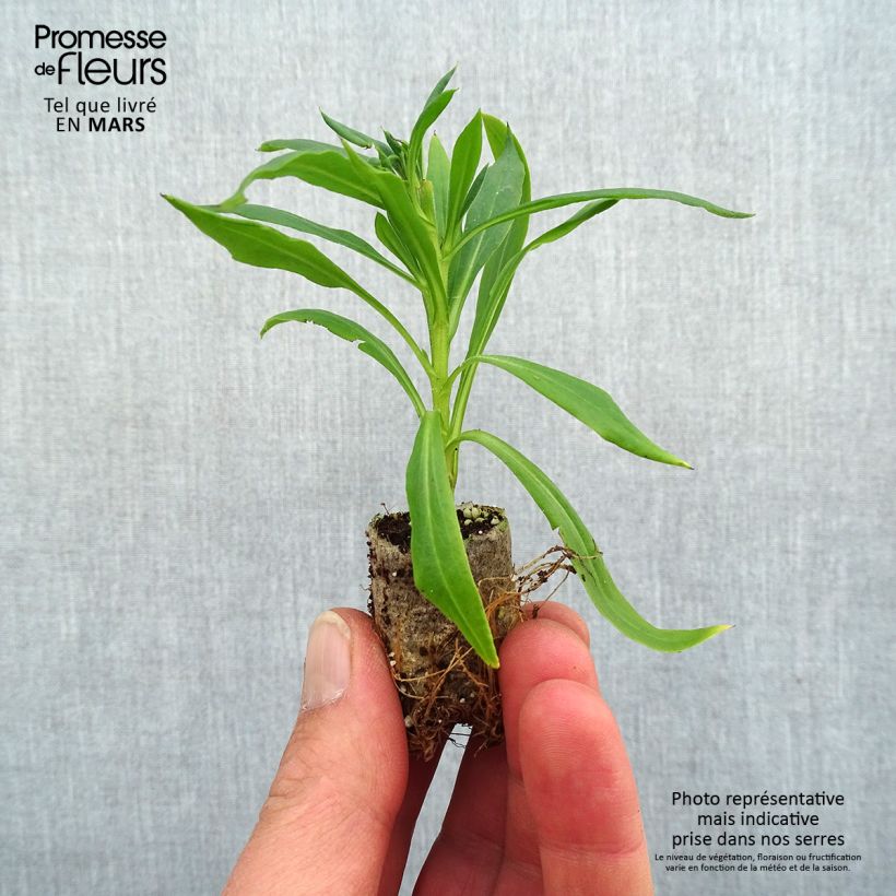 Bracteantha bracteata Heliana Scarlet - Strawflower Plug plant 1.5/2.5 cm sample as delivered in spring
