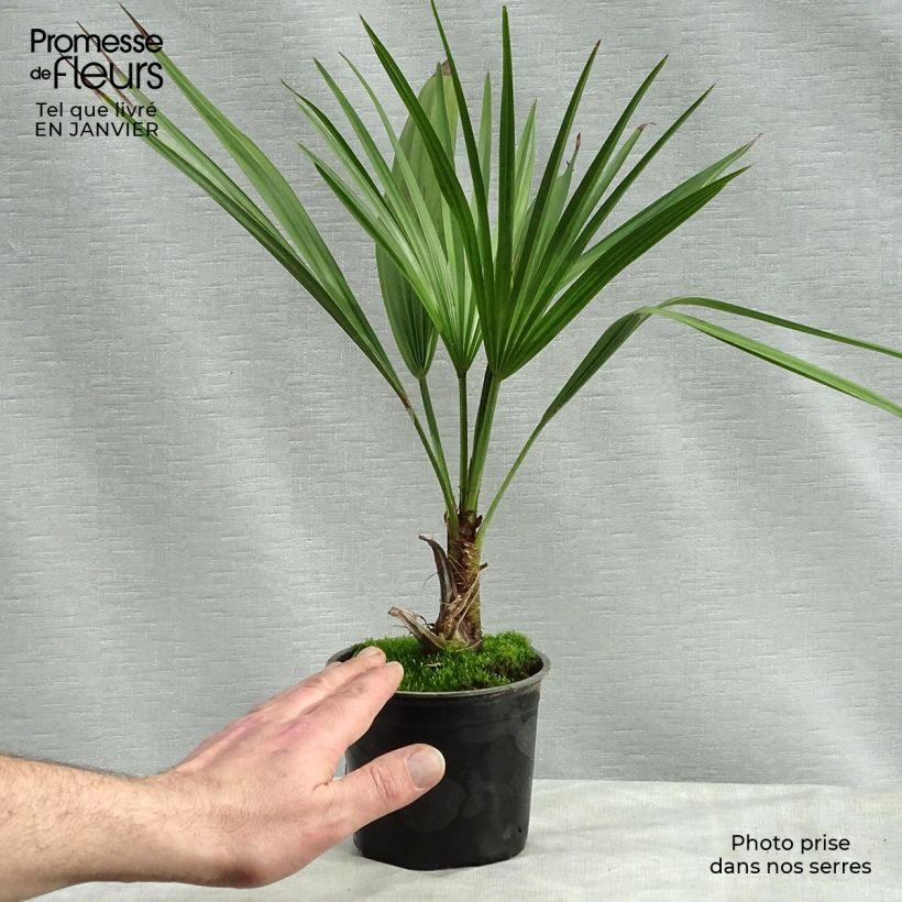 Brahea calcarea - Palm 12cm pot sample as delivered in winter