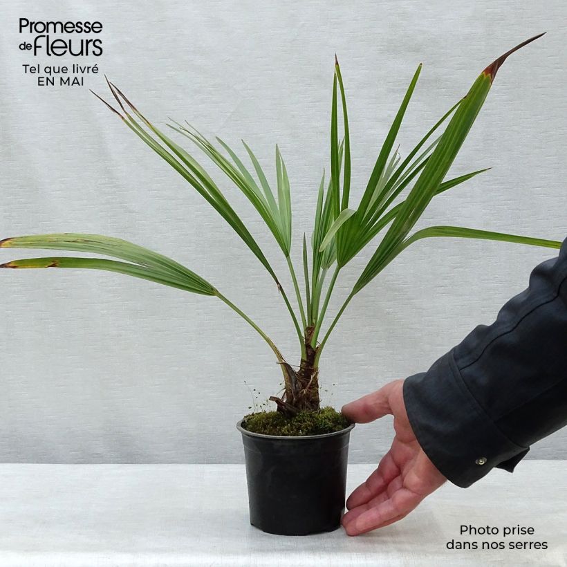 Brahea calcarea - Palm 12cm pot sample as delivered in spring