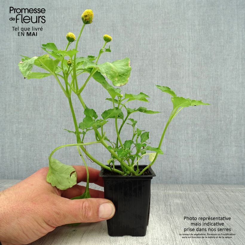 Brède Mafane - Para Cress 7/8 cm pot sample as delivered in spring