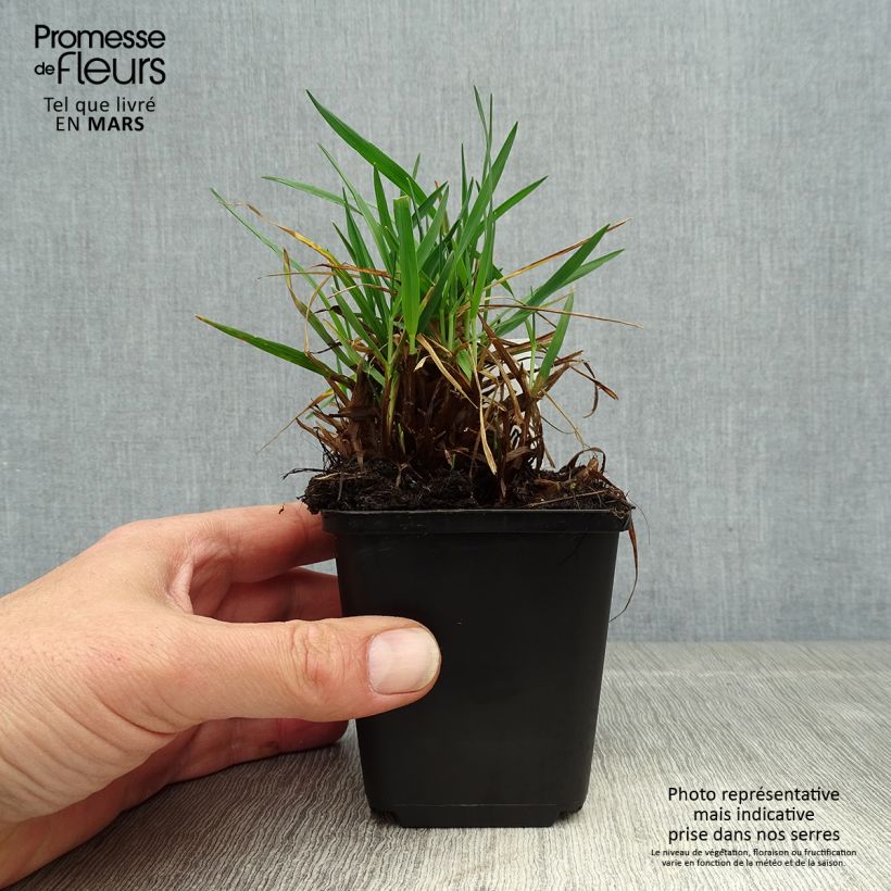 Briza media Limouzi 8/9 cm pot sample as delivered in spring