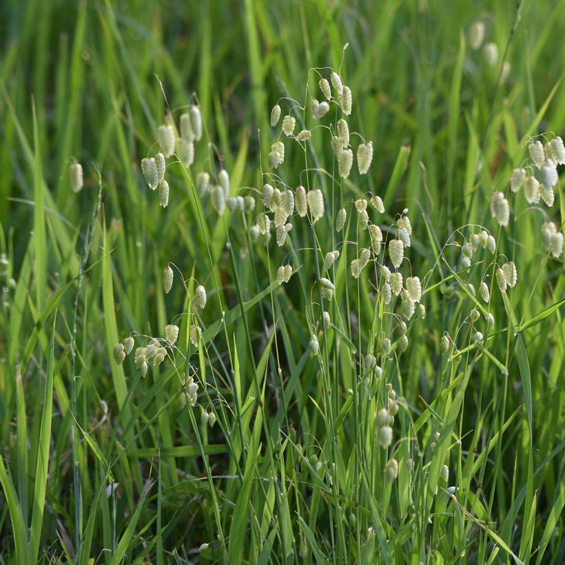 Briza maxima - Greater quaking grass (Foliage)