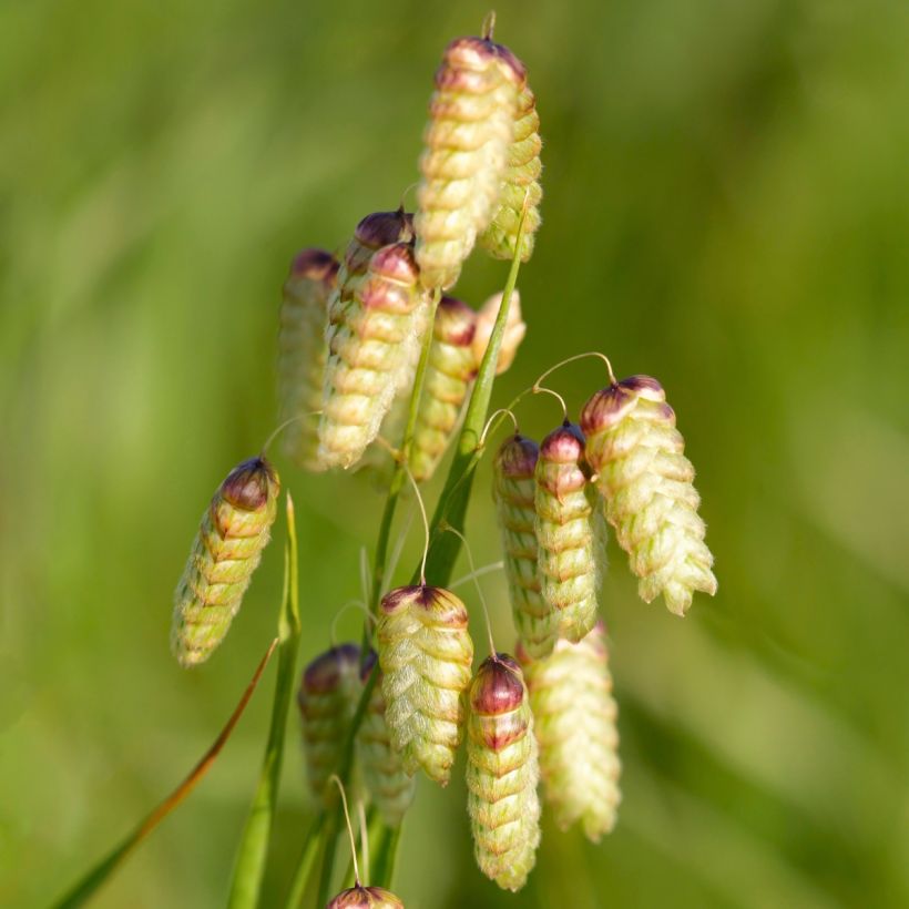 Briza maxima - Greater quaking grass (Flowering)