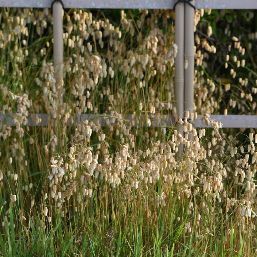 Briza maxima - Greater quaking grass (Plant habit)