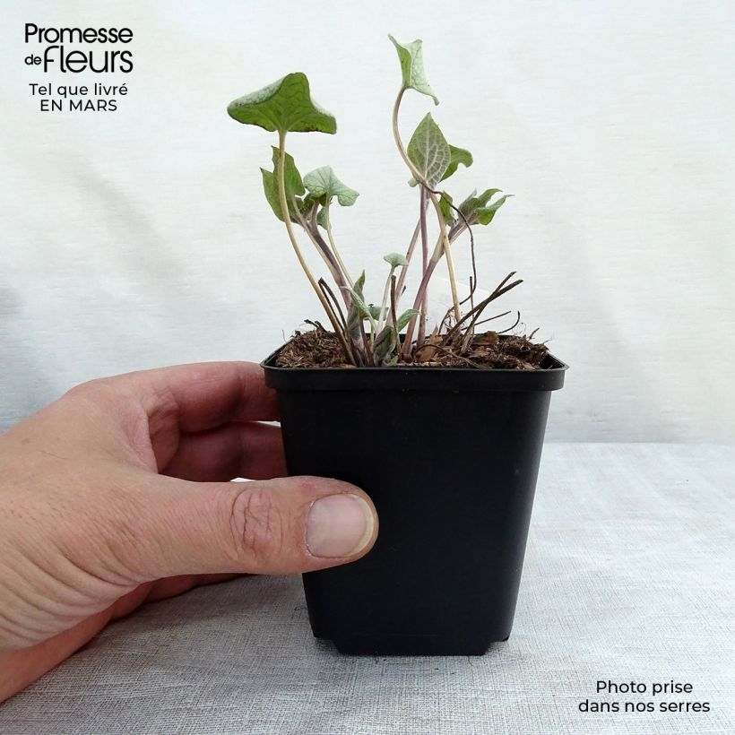 Brunnera macrophylla Alexanders Great - Siberian Bugloss 8/9 cm pot sample as delivered in spring