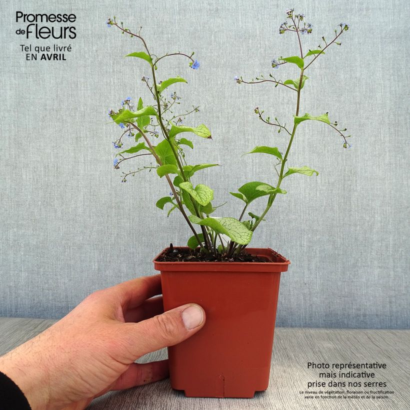Brunnera macrophylla Alexanders Great - Siberian Bugloss 1L/1.5L pot sample as delivered in spring
