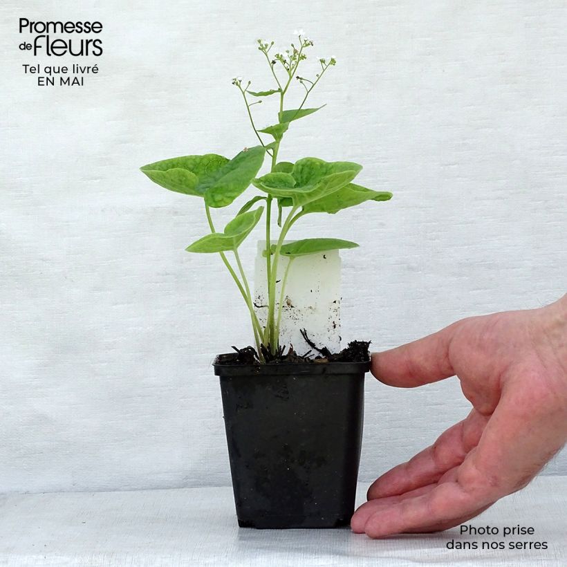 Brunnera macrophylla Betty Bowring - Siberian Bugloss 8/9 cm pot sample as delivered in spring