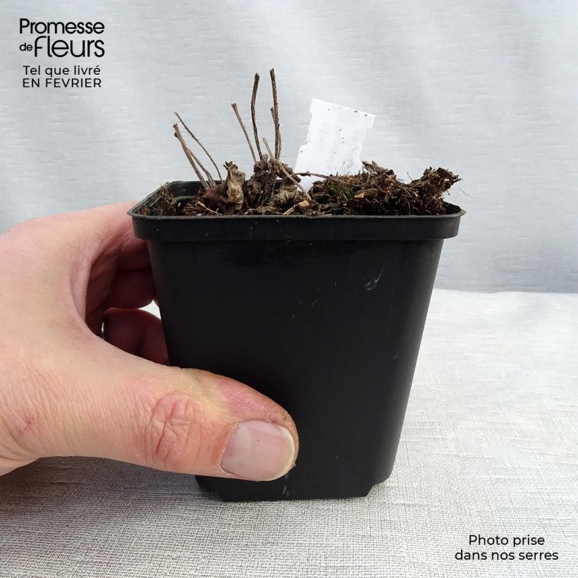 Brunnera macrophylla Dianes Gold - Siberian Bugloss 8/9 cm pot sample as delivered in winter