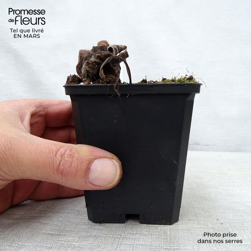 Brunnera macrophylla Emerald Mist - Siberian Bugloss 8/9 cm pot sample as delivered in spring