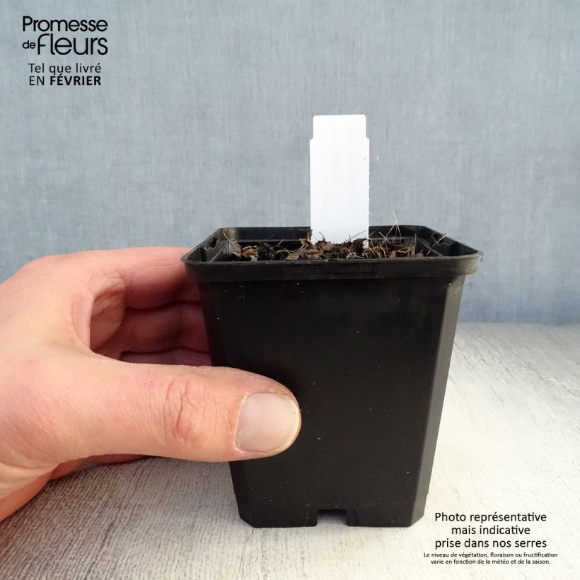 Brunnera macrophylla Emerald Mist - Siberian Bugloss 8/9 cm pot sample as delivered in winter