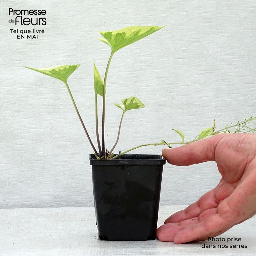 Brunnera macrophylla Hadspen Cream - Siberian Bugloss 8/9 cm pot sample as delivered in spring