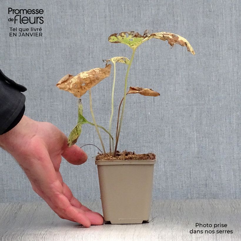 Brunnera macrophylla Hadspen Cream - Siberian Bugloss 8/9 cm pot sample as delivered in winter