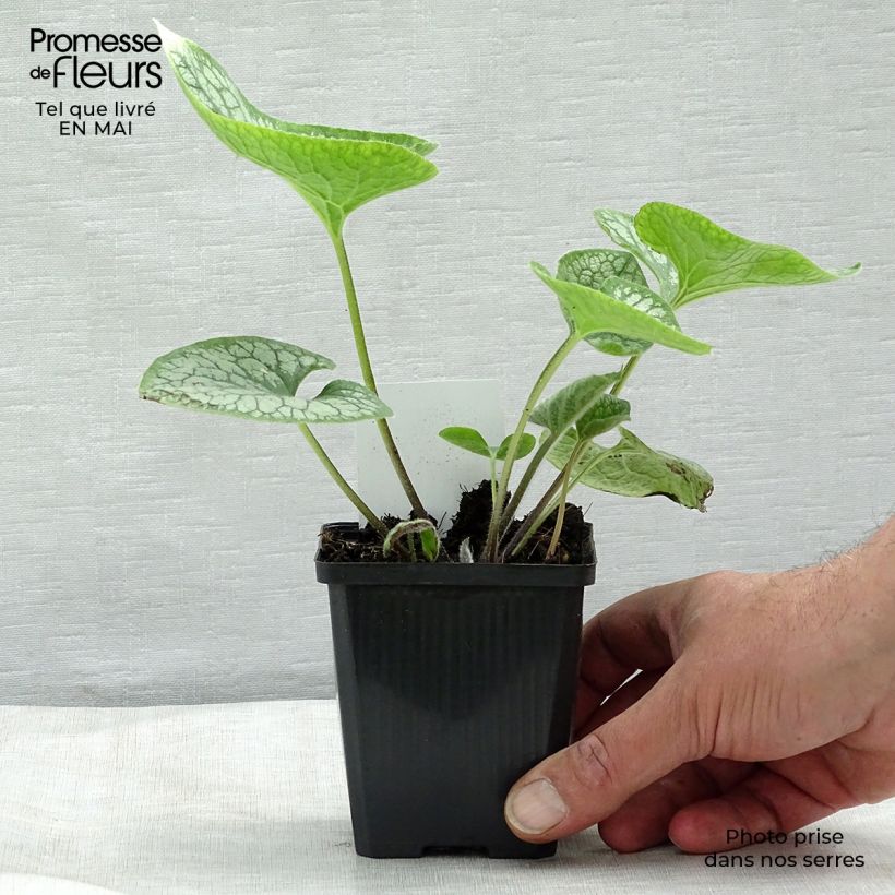 Brunnera macrophylla Jack Frost - Siberian Bugloss 7/8 cm pot sample as delivered in spring