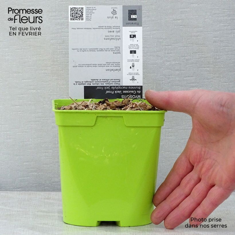 Brunnera macrophylla Jack Frost - Siberian Bugloss 2L/3L pot sample as delivered in winter