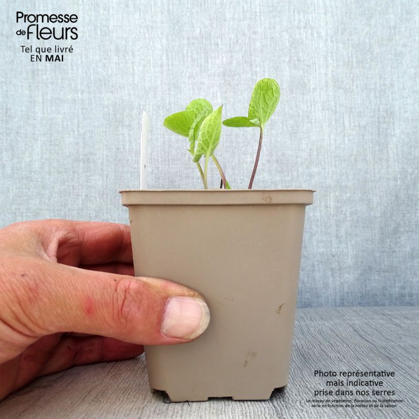 Brunnera macrophylla Jack of Diamonds - Siberian Bugloss 8/9 cm pot sample as delivered in spring