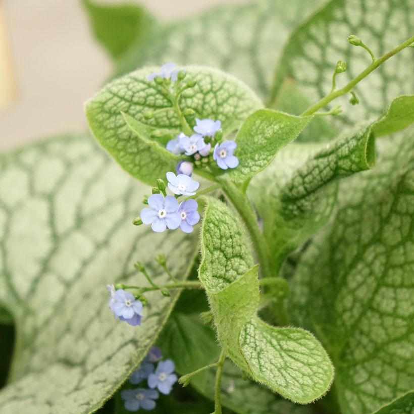 Brunnera macrophylla Jack of Diamonds - Siberian Bugloss (Flowering)