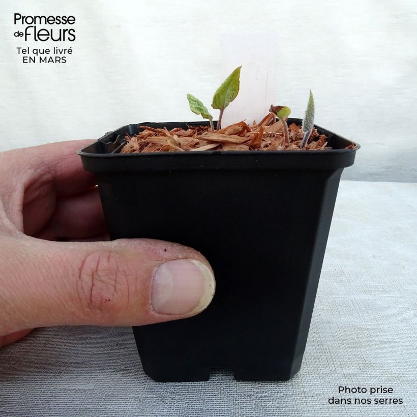 Brunnera macrophylla Jacks Gold - Siberian Bugloss 8/9 cm pot sample as delivered in spring