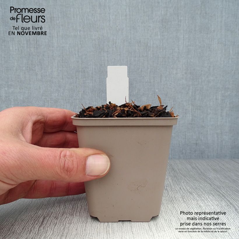 Brunnera macrophylla Jacks Gold - Siberian Bugloss 8/9 cm pot sample as delivered in autumn