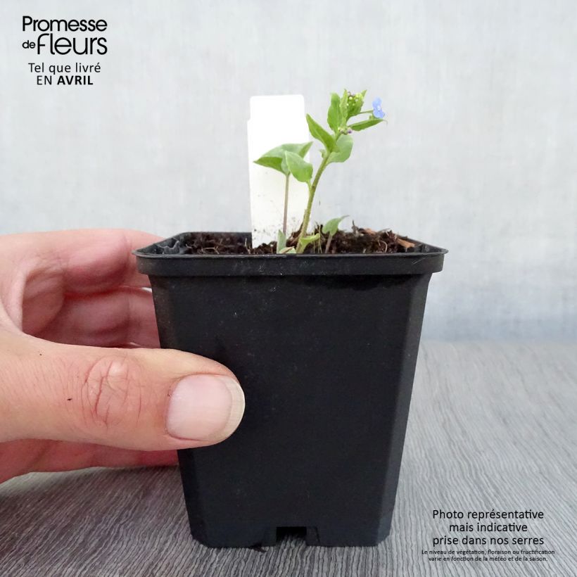 Brunnera macrophylla Langtrees - Siberian Bugloss 8/9 cm pot sample as delivered in spring