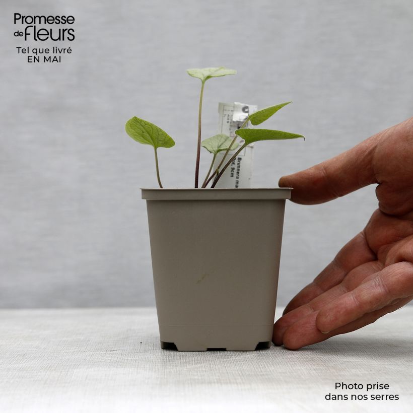 Brunnera macrophylla Looking Glass - Siberian Bugloss 8/9 cm pot sample as delivered in spring