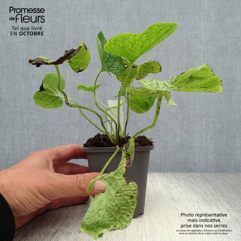 Brunnera macrophylla Mr Morse - Siberian Bugloss 8/9 cm pot sample as delivered in autumn