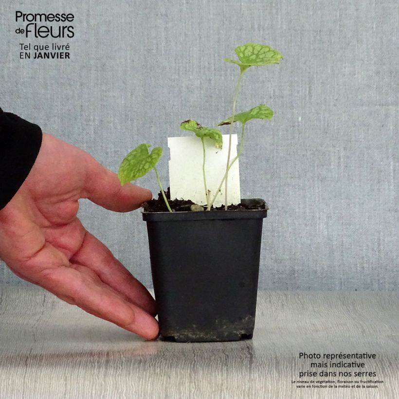 Brunnera macrophylla Mr Morse - Siberian Bugloss 8/9 cm pot sample as delivered in winter