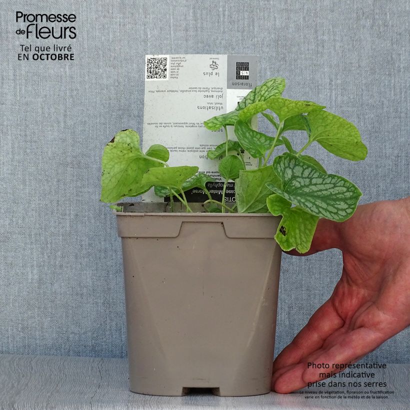 Brunnera macrophylla Mr Morse - Siberian Bugloss 2L/3L pot sample as delivered in autumn