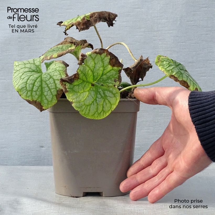Brunnera macrophylla Mr Morse - Siberian Bugloss 2L/3L pot sample as delivered in spring