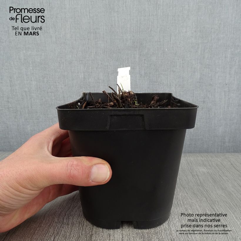 Brunnera macrophylla - Siberian Bugloss 2L/3L pot sample as delivered in winter