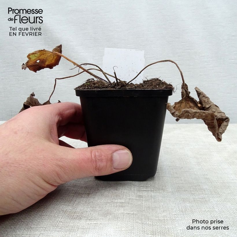 Brunnera macrophylla - Siberian Bugloss 8/9 cm pot sample as delivered in winter