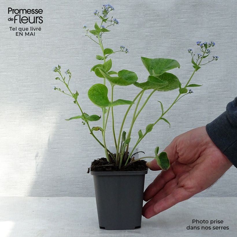 Brunnera macrophylla - Siberian Bugloss 8/9 cm pot sample as delivered in spring