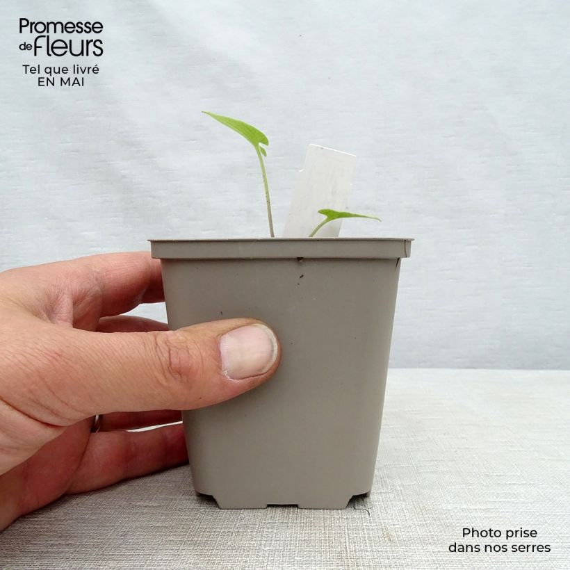 Brunnera macrophylla Silver Heart - Siberian Bugloss 8/9 cm pot sample as delivered in spring