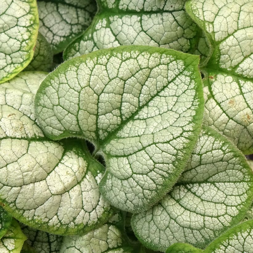 Brunnera macrophylla Silver Heart - Siberian Bugloss (Foliage)