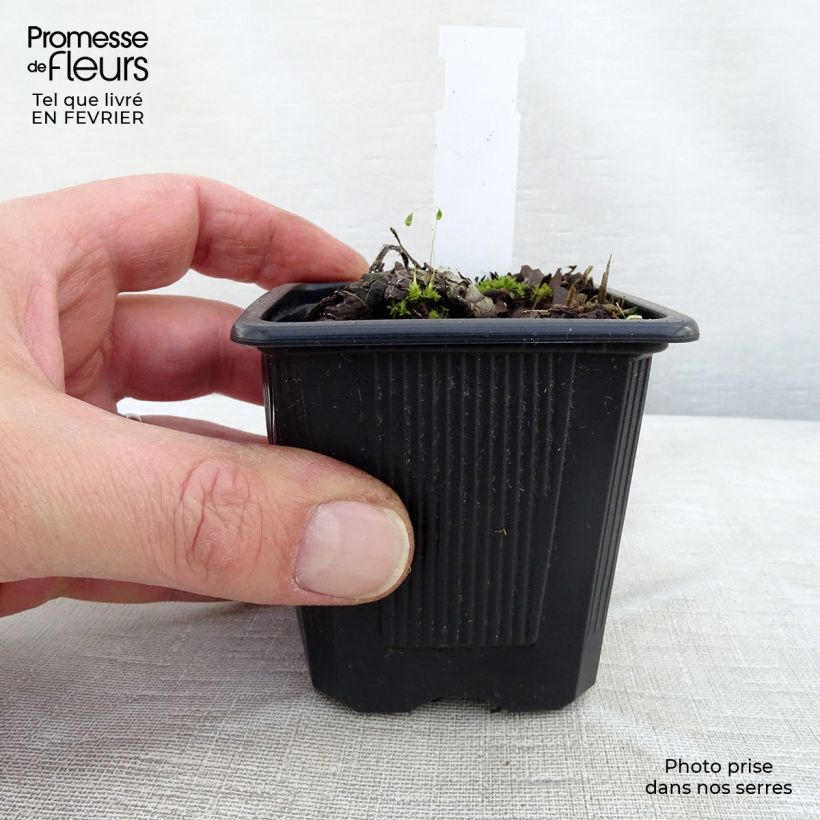 Brunnera sibirica - Siberian Bugloss 8/9 cm pot sample as delivered in winter