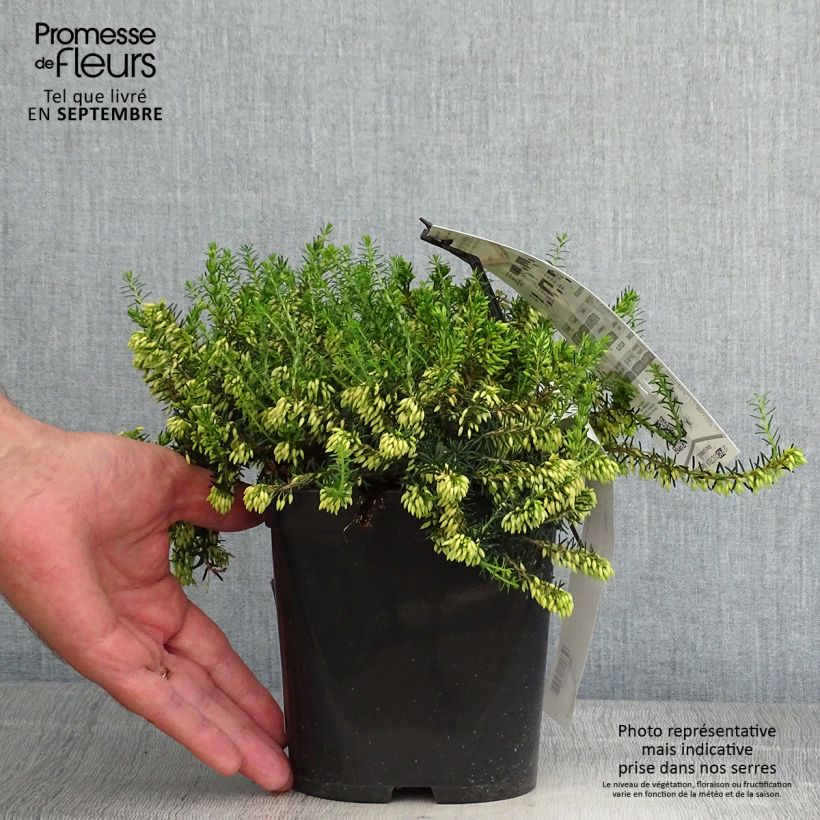 Erica carnea Isabell - Winter Heath 2L/3L pot sample as delivered in autumn