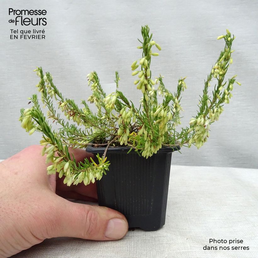 Erica carnea Springwood White - Winter Heath 8/9 cm pot sample as delivered in winter