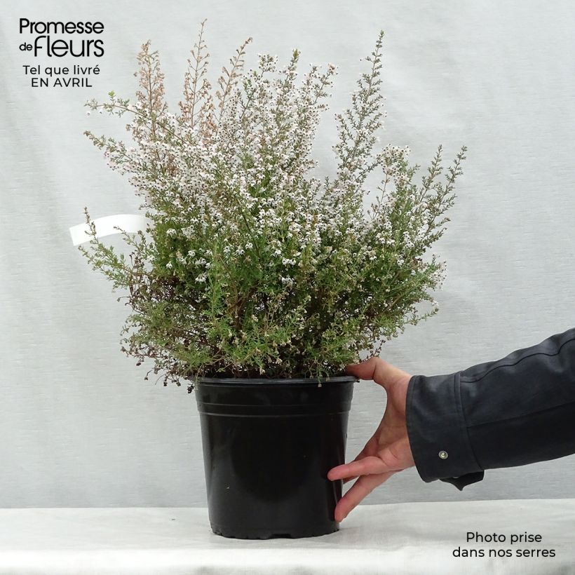 Erica arborea GREAT STAR Le Vasterival - Tree Heath 4L/5L pot sample as delivered in spring