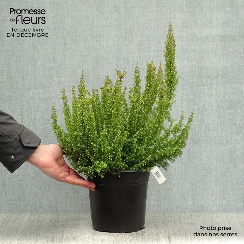 Erica arborea Pink Joy - Tree Heath 4L/5L pot sample as delivered in winter