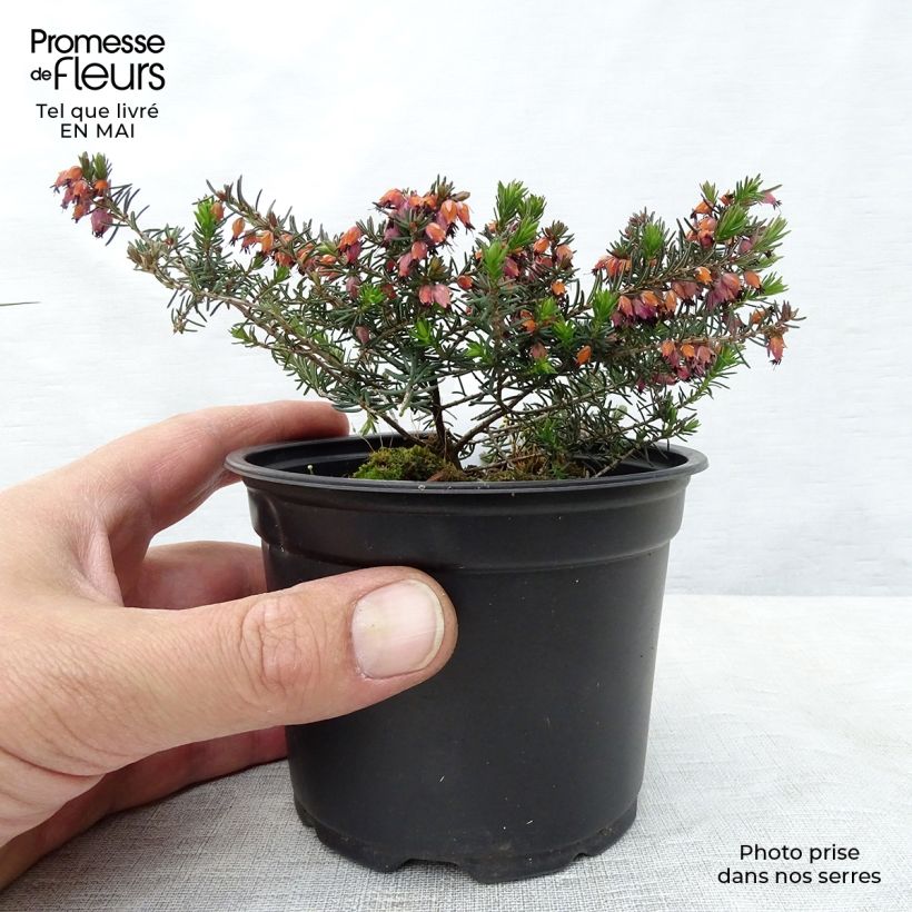 Erica darleyensis Kramers Rote - Winter Heath 8/9 cm pot sample as delivered in spring