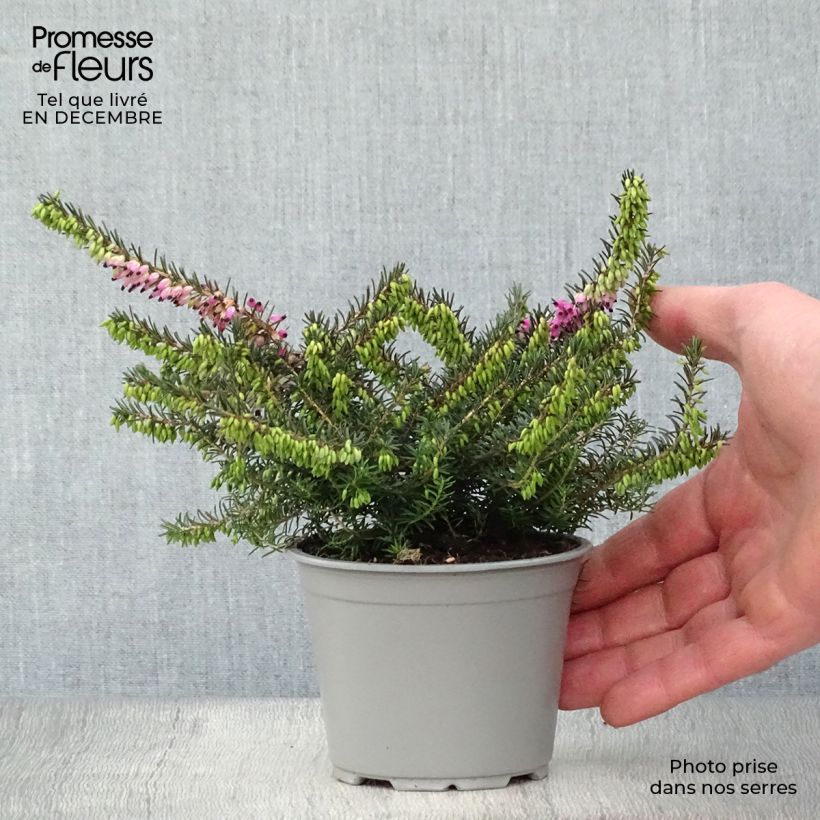 Erica darleyensis Kramers Rote - Winter Heath 8/9 cm pot sample as delivered in winter