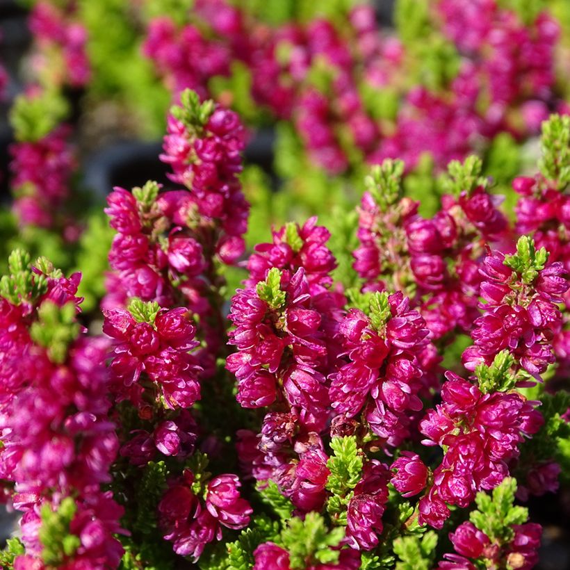 Calluna vulgaris Dark Beauty - Heather (Flowering)