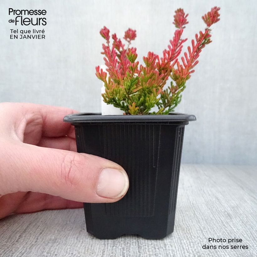 Calluna vulgaris Winter Chocolate - Heather 8/9 cm pot sample as delivered in winter