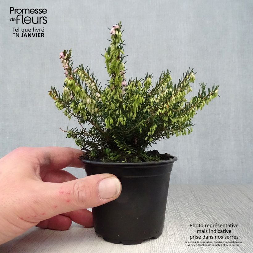 Erica darleyensis Ghost Hills - Winter Heath 8/9 cm pot sample as delivered in winter