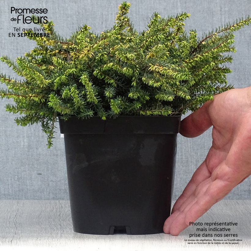 Erica darleyensis Kramers Rote - Winter Heath 2L/3L pot sample as delivered in autumn