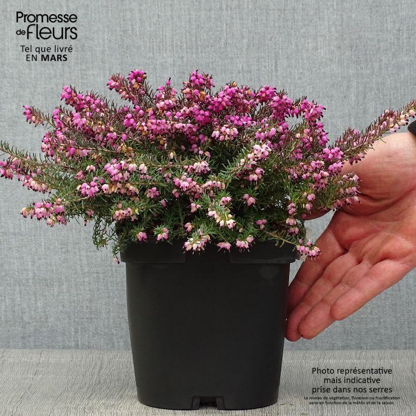 Erica darleyensis Kramers Rote - Winter Heath 2L/3L pot sample as delivered in spring