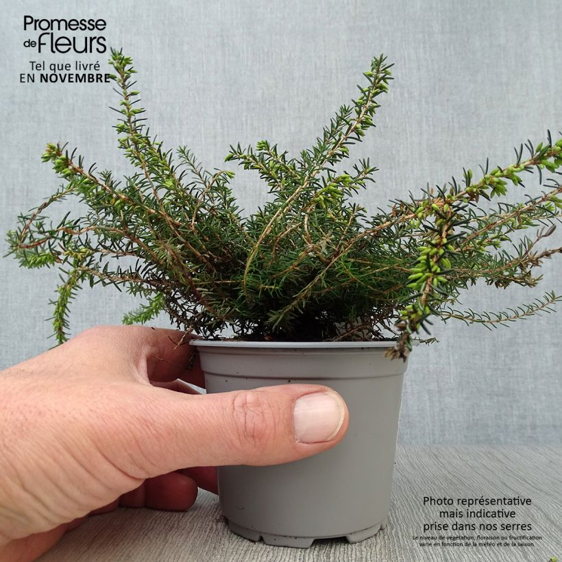 Erica darleyensis Kramers Rote - Winter Heath 8/9 cm pot sample as delivered in autumn