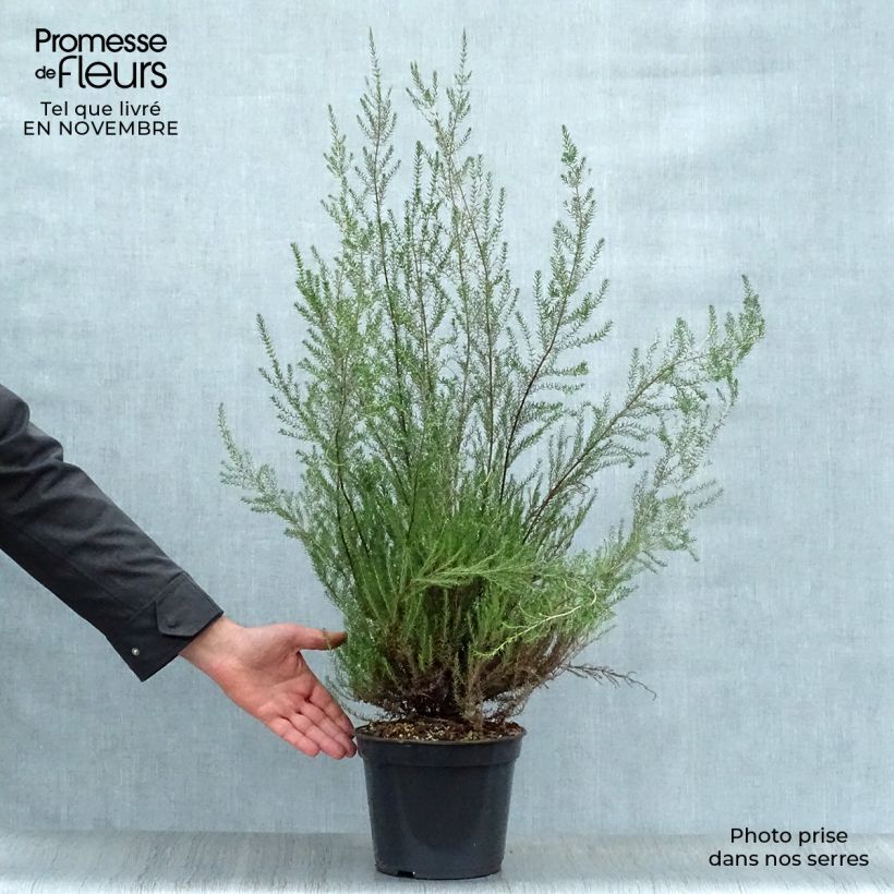Erica mediterranea - Irish Heath 3L/4L pot sample as delivered in autumn