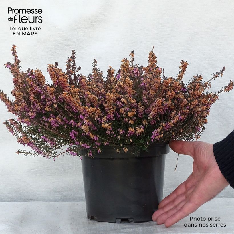 Snow heather - Erica carnea Jenny Porter 2L/3L pot sample as delivered in winter