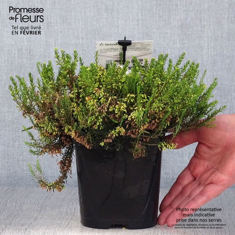Erica carnea Rosalie - Winter Heath 2L/3L pot sample as delivered in autumn